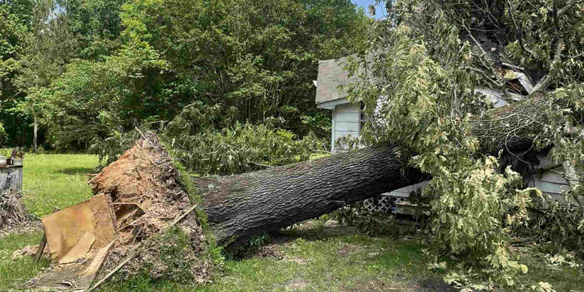 How Far Can a Tree Lean Before It Falls in Texarkana, AR?